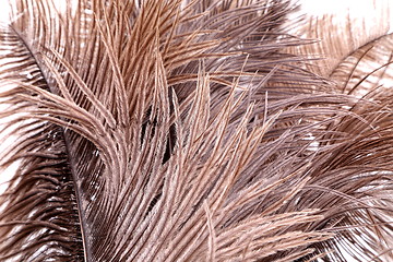 Image showing Brown feathers