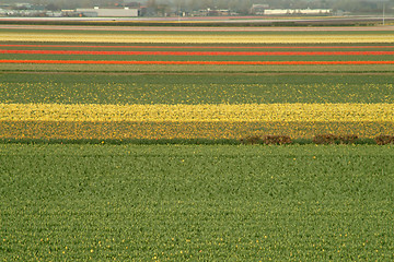 Image showing fields of tulips