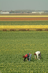 Image showing fields of tulips