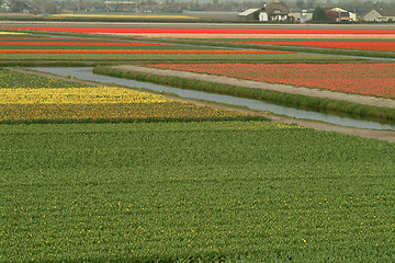 Image showing fields of tulips