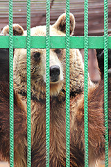Image showing captivity - brown bear in cage