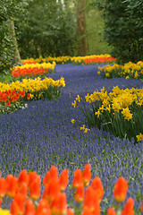 Image showing fields of tulips