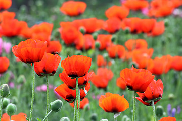 Image showing red poppy flowers in field