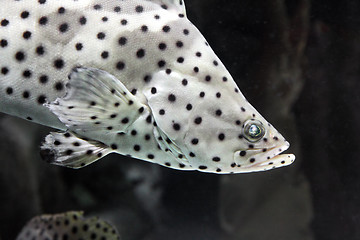 Image showing Panther grouper - Cromileptus altivelis