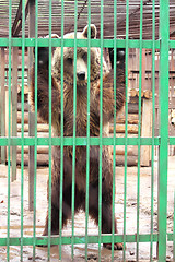 Image showing captivity - brown bear in cage