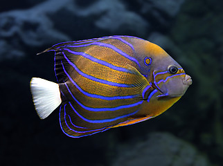 Image showing angelfish underwater - pomacanthus annularis