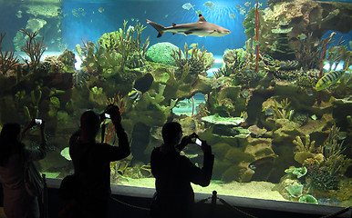 Image showing people shooting in oceanarium