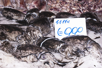 Image showing cuttlefish for sale