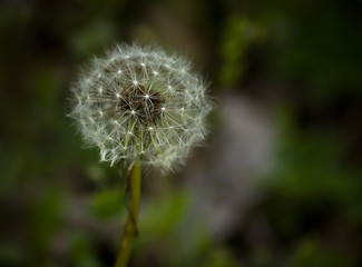 Image showing dandelion in the green background