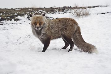 Image showing Red fox in the snow