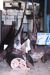 Image showing Swordfish for sale at market