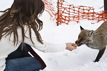 Image showing fox eats from the hands