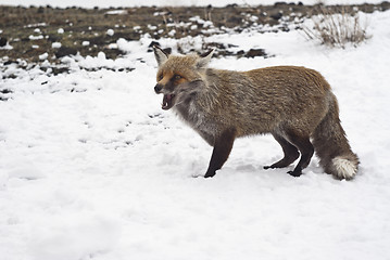 Image showing Red fox in the snow