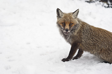 Image showing Red fox in the snow