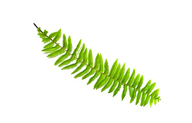 Image showing Fern Leaf