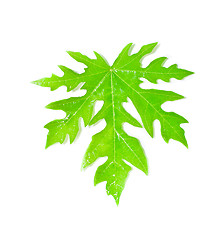 Image showing Papaya Leaf