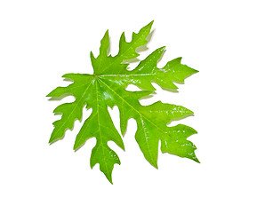 Image showing Papaya Leaf