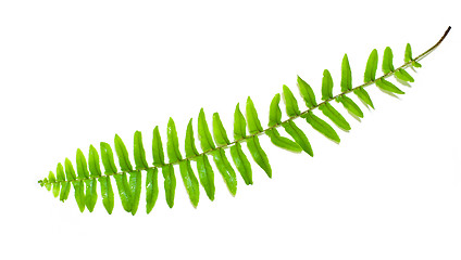 Image showing Fern Leaf
