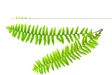 Image showing Fern Leaves