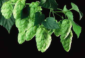 Image showing hops