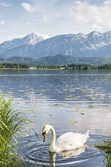 Image showing Swan on the lake