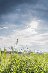 Image showing Green reed backlit