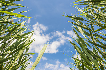 Image showing Green reeds against blue sky