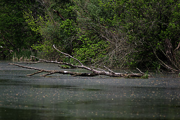 Image showing Forest River