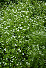 Image showing Windy Grass