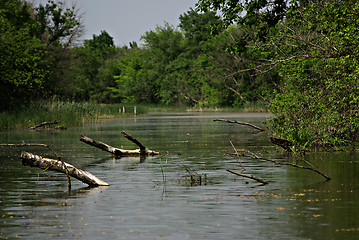 Image showing Forest River