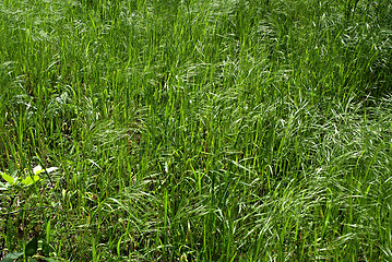 Image showing Windy Grass