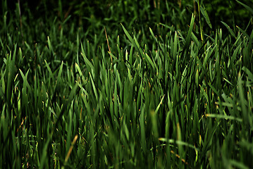 Image showing Grass