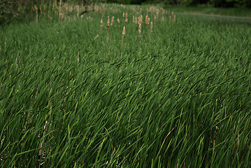 Image showing Reed And Grass