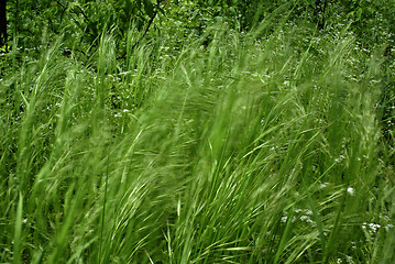 Image showing Windy Grass