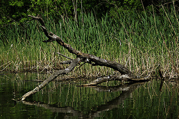 Image showing Forest River