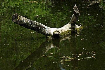 Image showing Forest River