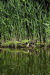 Image showing Forest River