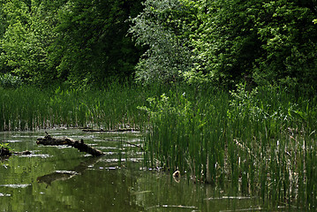 Image showing Forest River