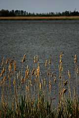 Image showing Reed And Grass