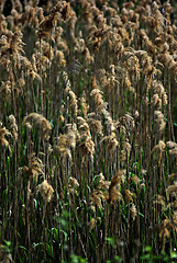 Image showing Reed And Grass