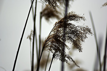 Image showing Reed And Grass