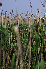 Image showing Reed And Grass