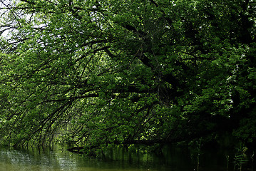 Image showing Forest River