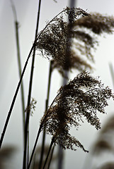 Image showing Reed And Grass