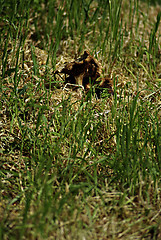 Image showing Fungi