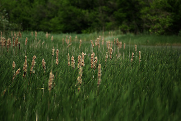 Image showing Reed And Grass