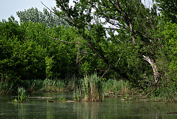 Image showing Forest River