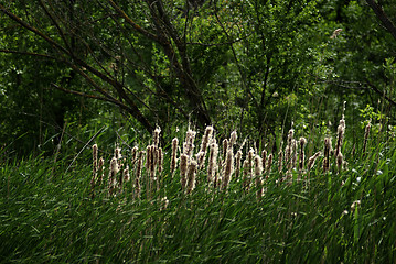 Image showing Reed And Grass