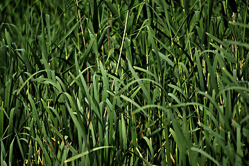 Image showing Grass