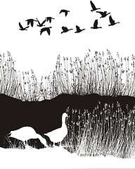 Image showing Background with reeds and wild geese